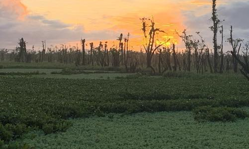 Standard Post with Image